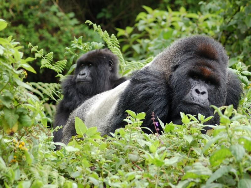 Rwanda A Luxury Travel Destination