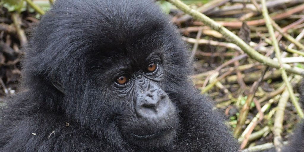 Rwanda gorilla tours, Best Time to Trek Gorillas in Rwanda