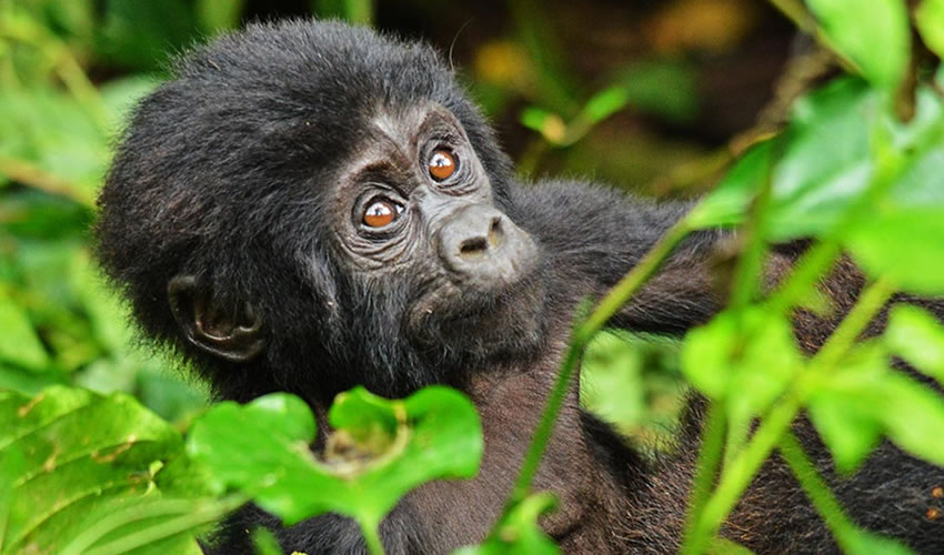 3 Days Bwindi Impenetrable National Park Tour