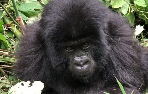 4 Days Gorilla and Golden Monkey Rwanda Safari