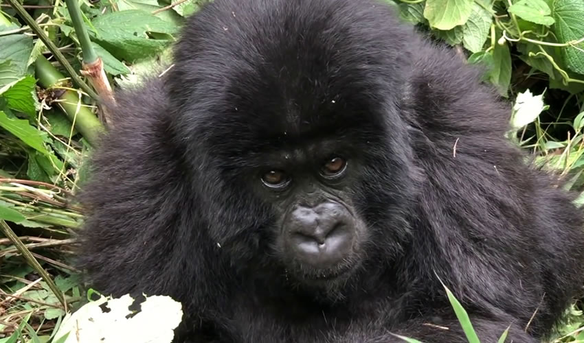 4 Days Gorilla and Golden Monkey Rwanda Safari