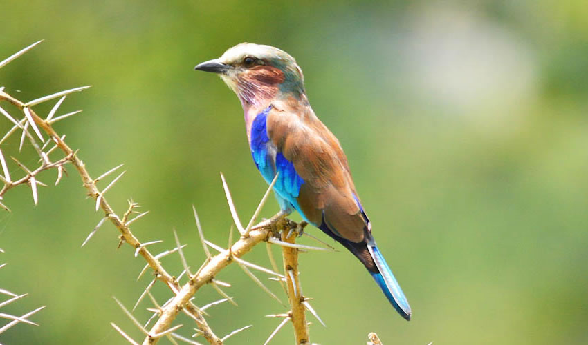 Birding in Volcanoes National Park