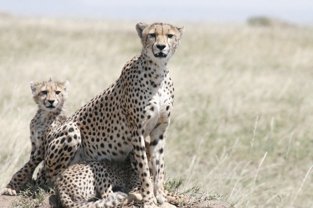 4 Days Serengeti National Park Safari