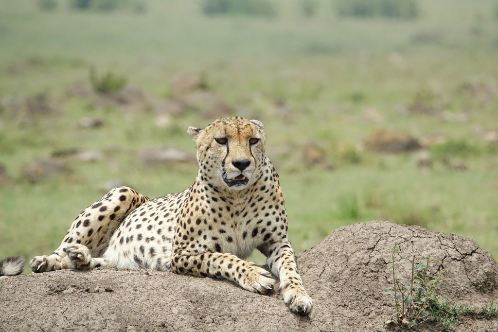 5 Days Kenya Wildlife Safari