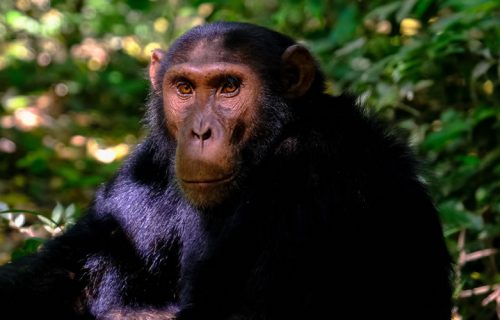 5 Days Chimpanzee and Golden Monkeys Tour