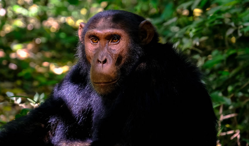 5 Days Chimpanzee and Golden Monkeys