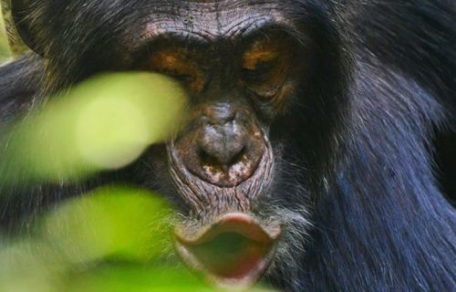 6 Days Chimpanzee and Gorilla Trekking Tour