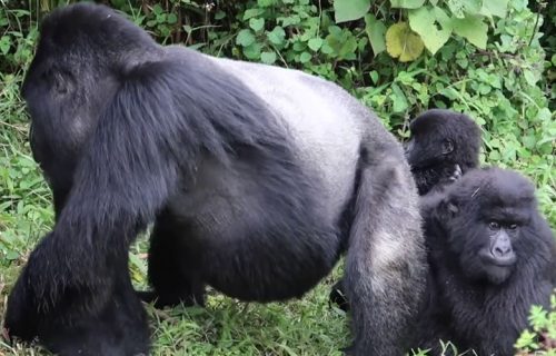 2 Days Gorilla Safari in Virunga National Park