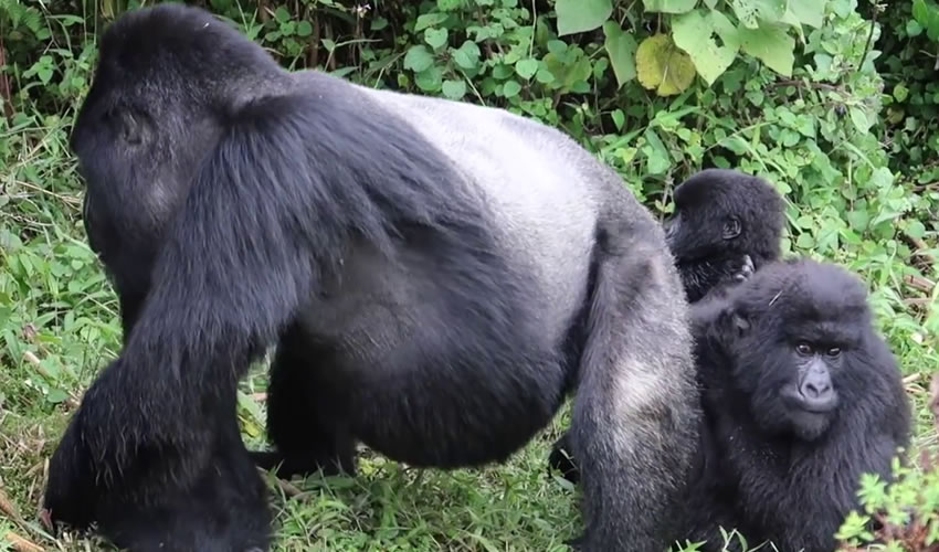 2 Days Gorilla Safari in Virunga National Park