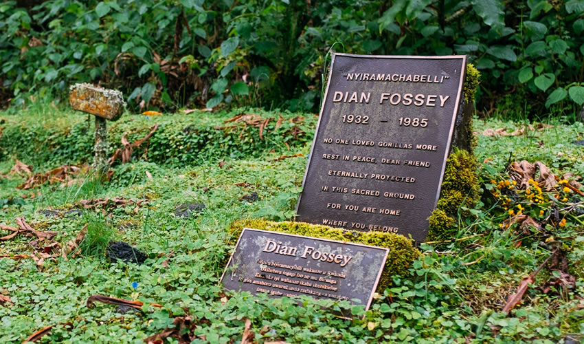 3 Days Dian Fossey Hike Rwanda Safari