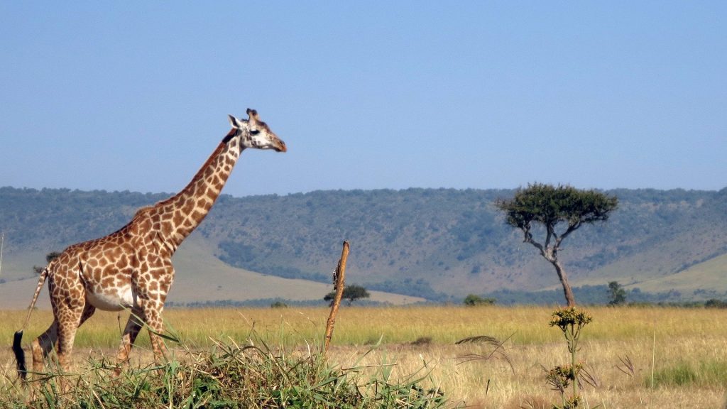 5 Days Masai Mara Kenya Wildlife Safari
