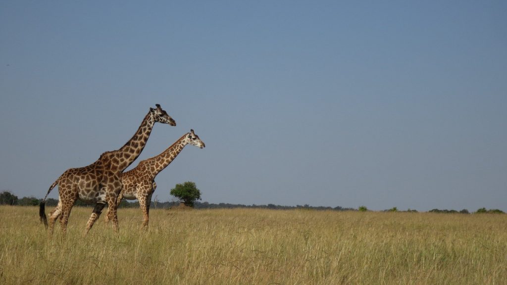 6 Days Kenya Wildlife Safari Adventure
