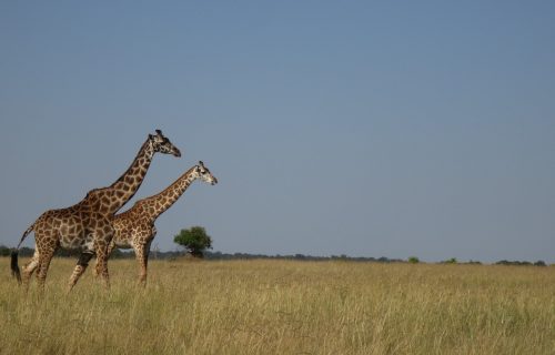 6 Days Kenya Wildlife Safari Adventure