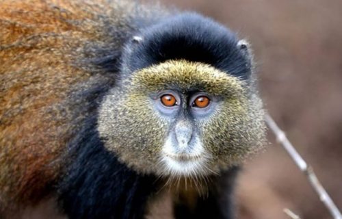 2 Days Golden Monkey Tracking in Rwanda