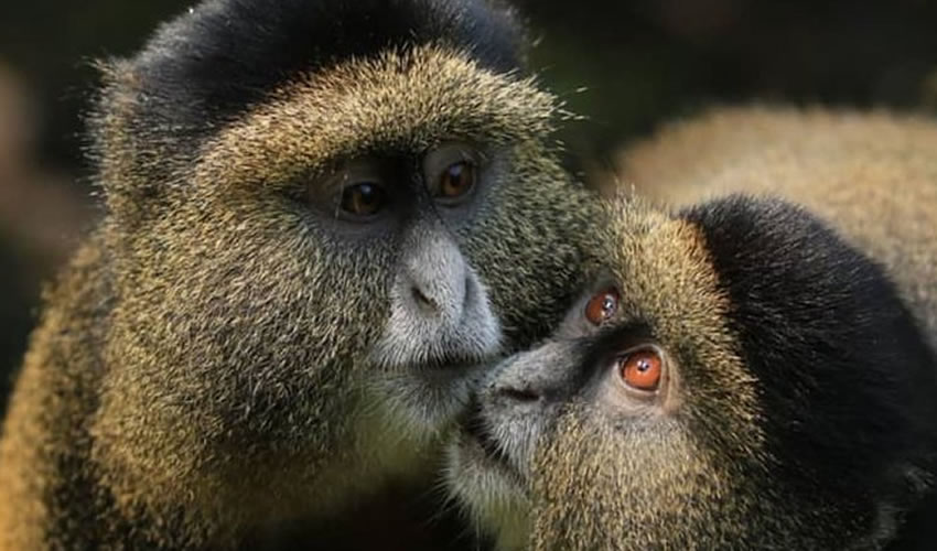 Golden Monkey Tracking In Volcanoes National Park