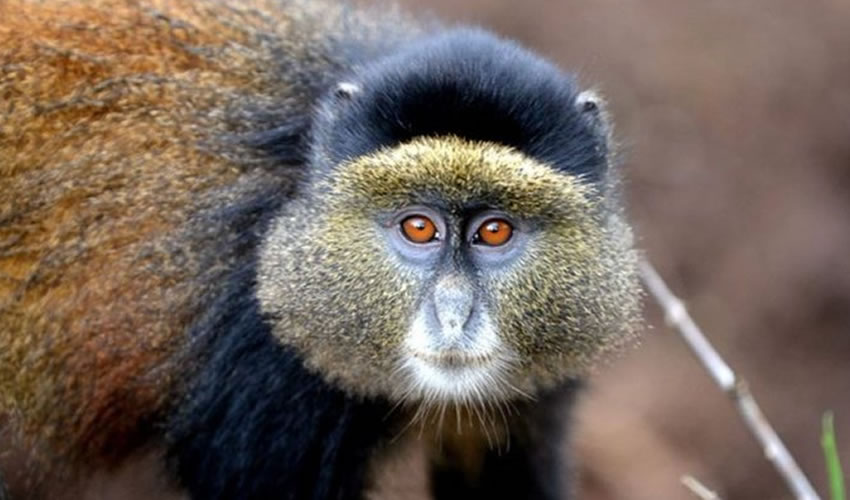 2 Days Golden Monkey Tracking in Rwanda
