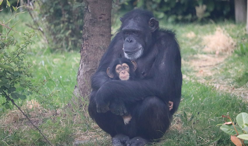 3 Days Rwanda Chimpanzee Tracking Safari