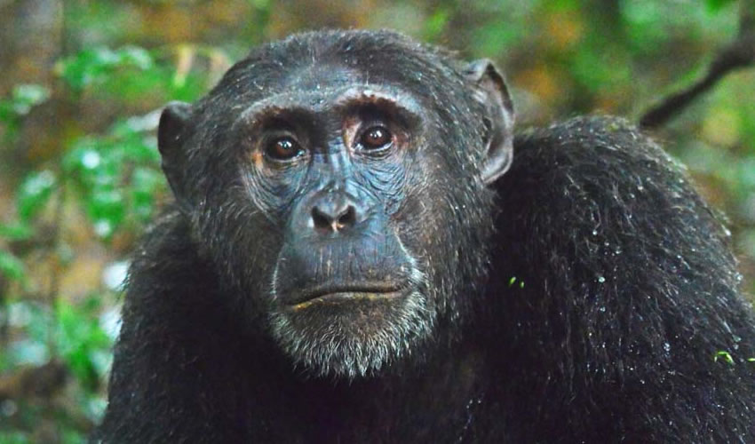 Chimpanzee Habituation in Kibale Forest National Park