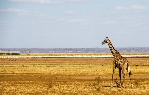 6 Days Epic Wildlife Adventure in Tanzania
