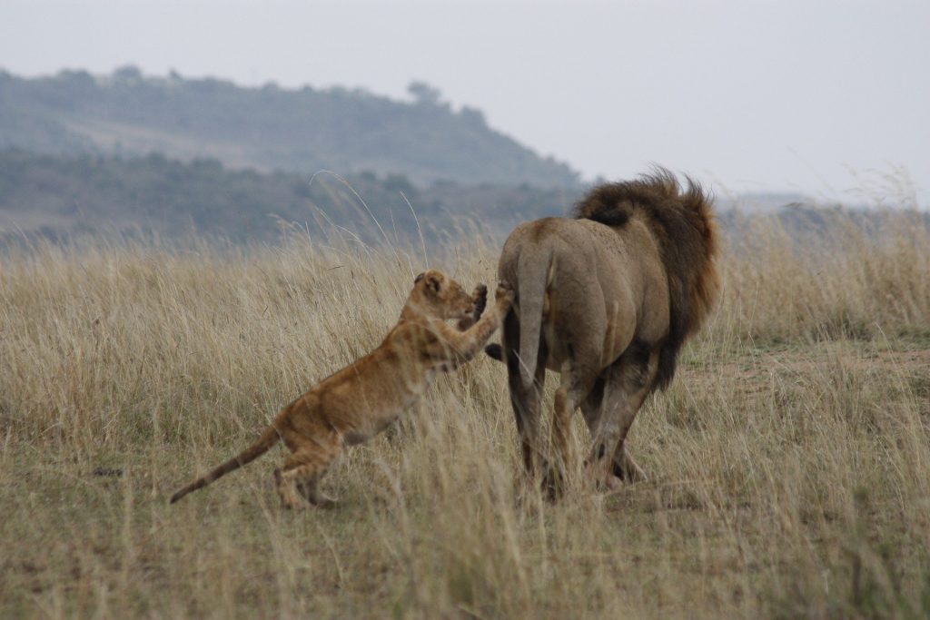 3 Days Tsavo National Park Safari