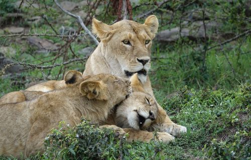 5 Days Wildlife Safari to Kenya