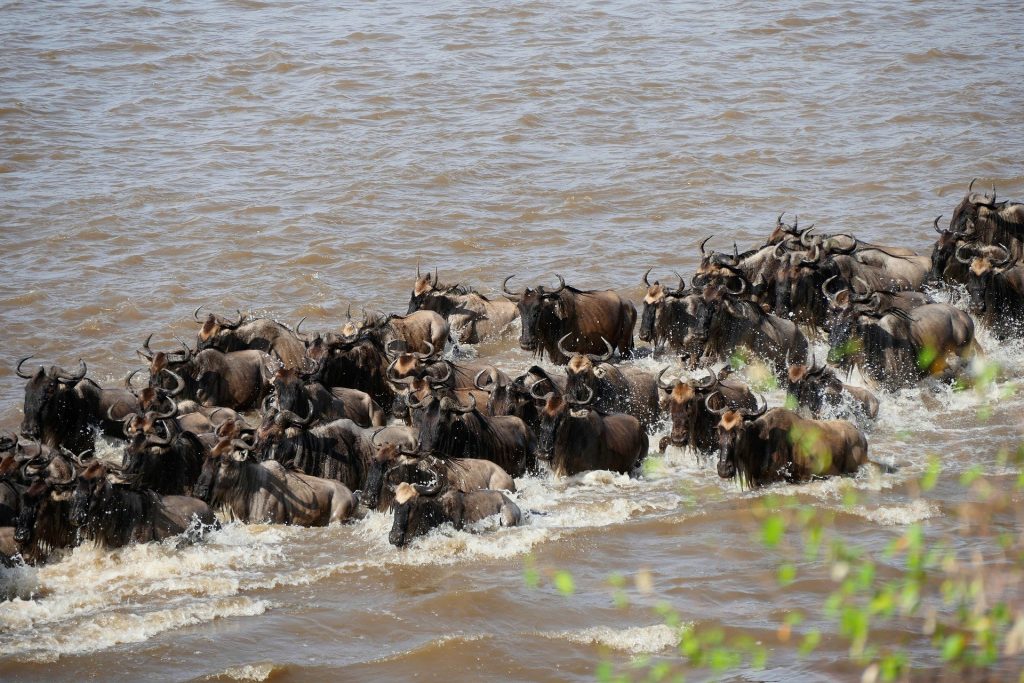 4 Days Wildebeest Migration Experience