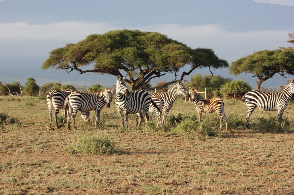 6 Days Kenya Safari Tour