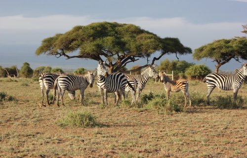 6 Days Kenya Safari Tour