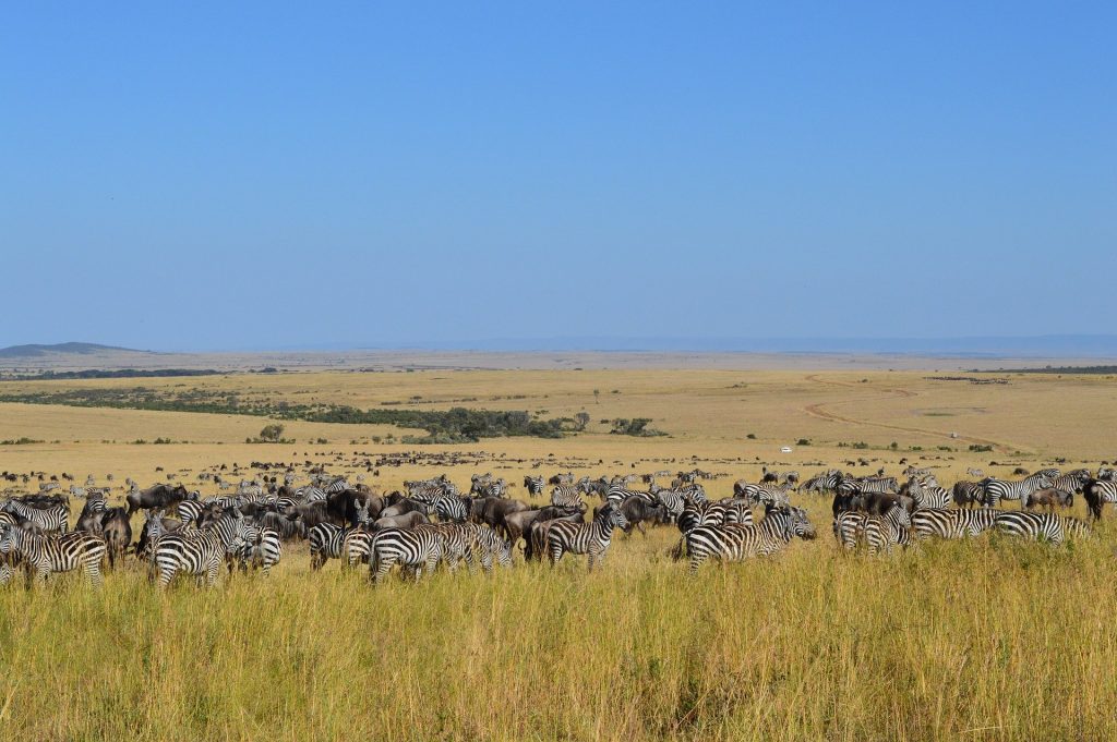 4 Days Maasai Mara Lake Nakuru Safari