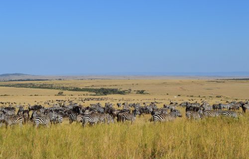 4 Days Maasai Mara Lake Nakuru Safari