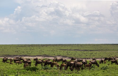 7 Days Serengeti, Tarangire and Lake Manyara Tour