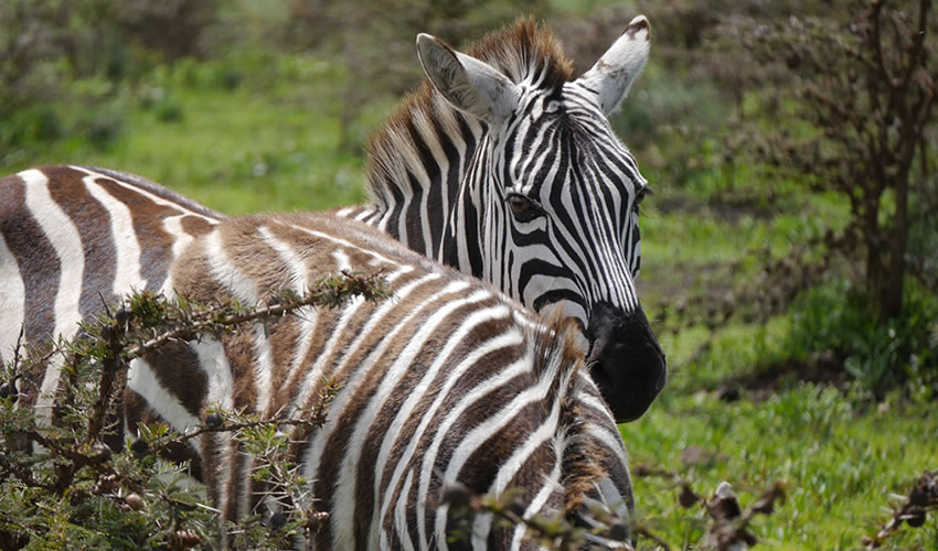 6 Days Rwanda Wildlife Safari Tour