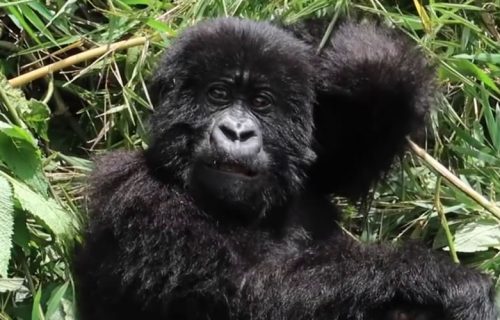 4 Days Gorilla and Chimpanzee Safari in Virunga National Park