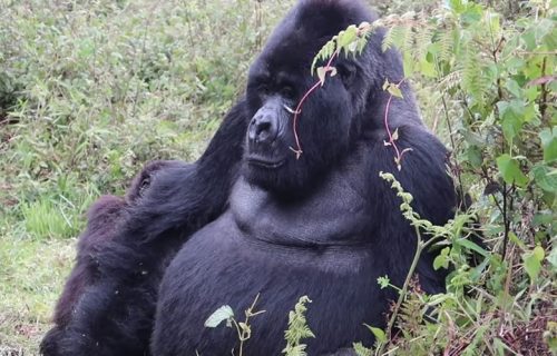 5 Days Combined Rwanda Congo Gorilla Tour