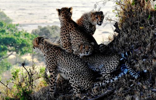5 Days Tanzania Wildlife Safari