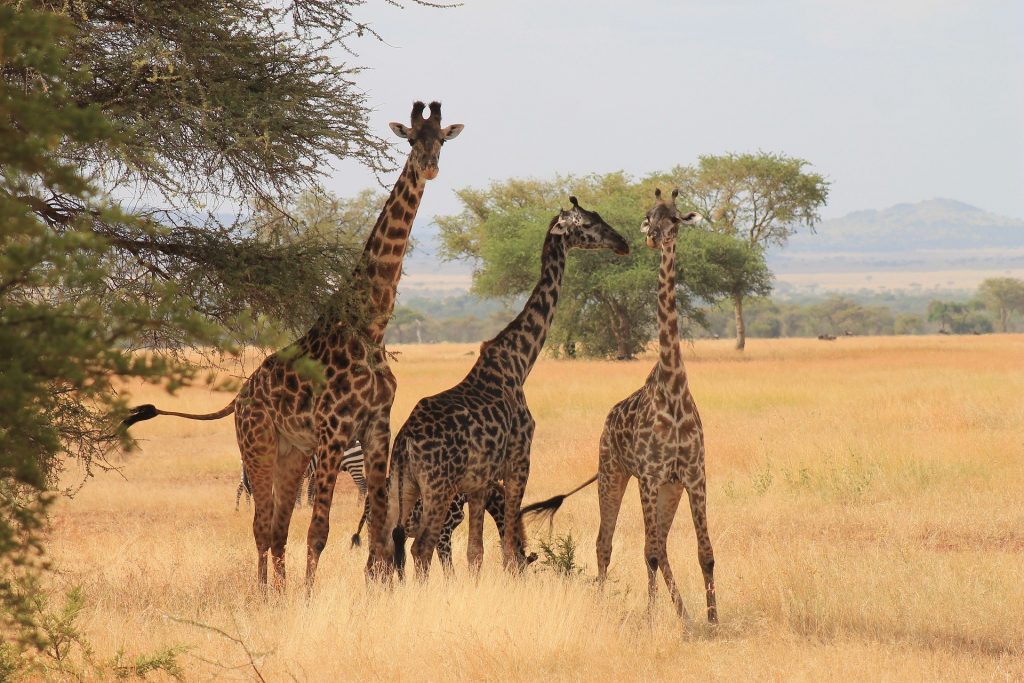 4 Days Serengeti National Park Flying Safari