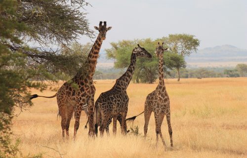 4 Days Serengeti National Park Flying Safari