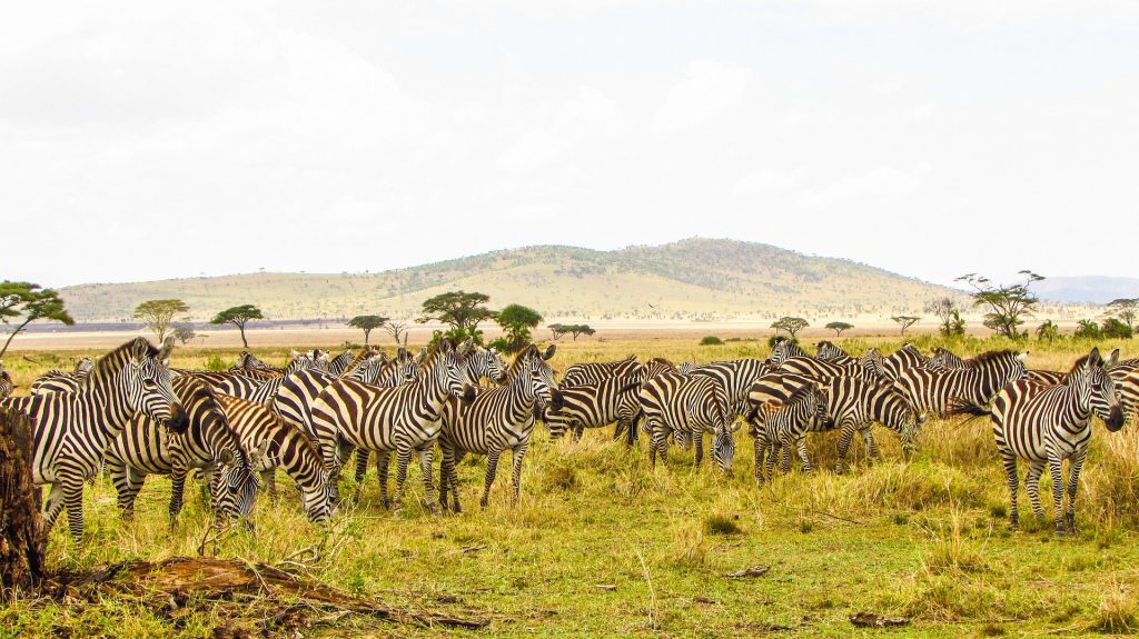 3 Days Serengeti National Park and Ngorongo Crater Tour