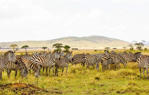 3 Days Serengeti National Park and Ngorongo Crater Tour