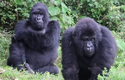 3 Days Gorilla Trekking Tour in Congo
