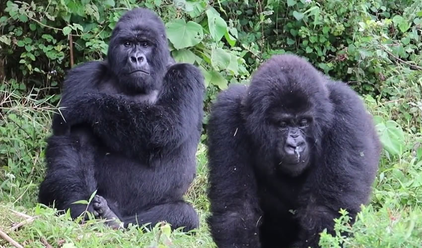 3 Days Gorilla Trekking Tour in Congo