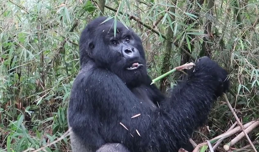 6 Days Congo Gorilla Trekking Safari