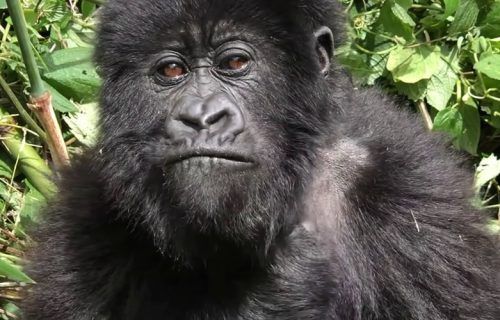 7 Days Rwanda Primate Safari