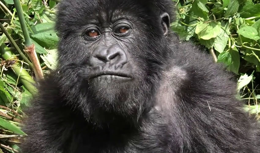 7 Days Rwanda Primate Safari