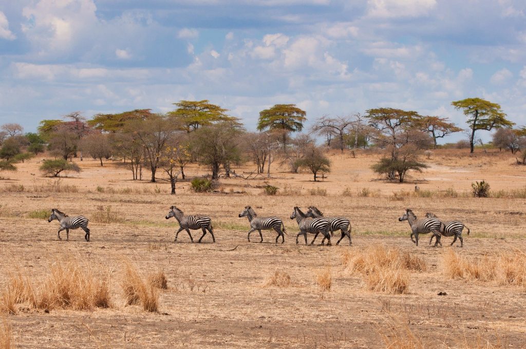 3 Days Wildlife Safari in Serengeti National Park