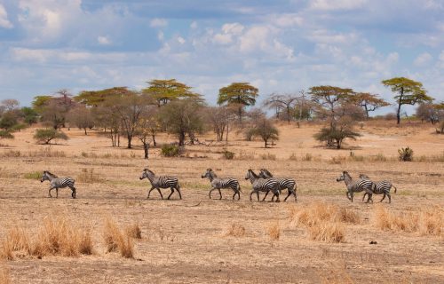 3 Days Wildlife Safari in Serengeti National Park