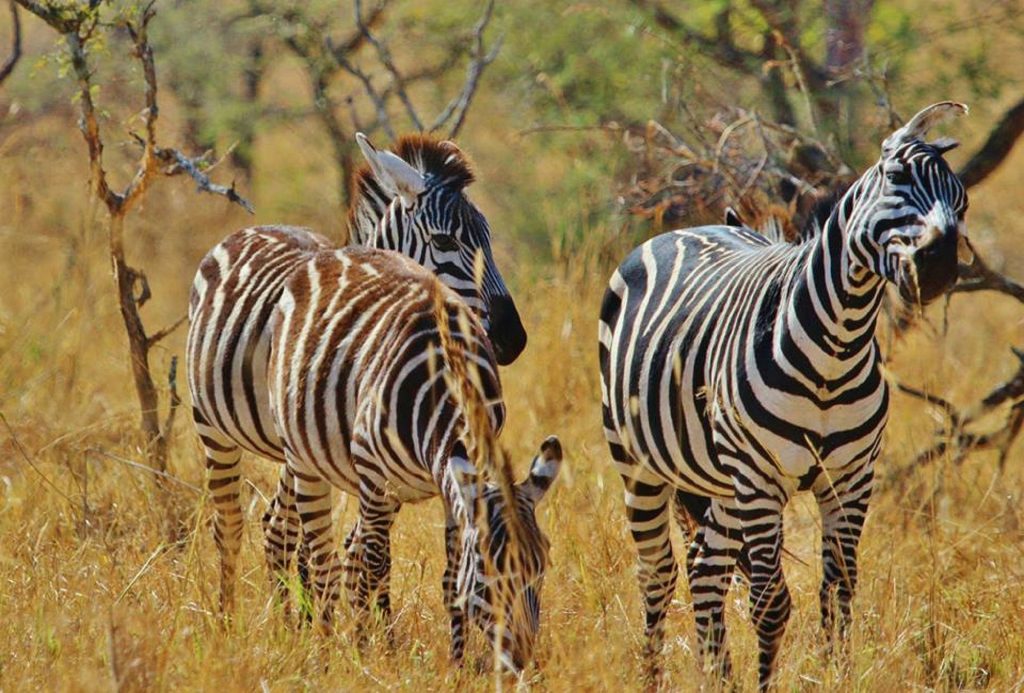 8 Days Wildlife Safari in Tanzania