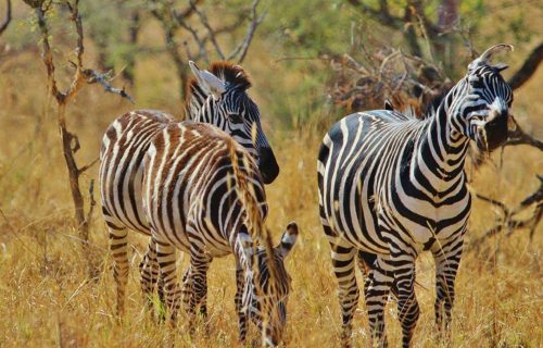 8 Days Wildlife Safari in Tanzania