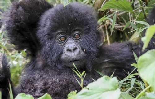4 Days Rwanda Gorilla Wildlife Safari