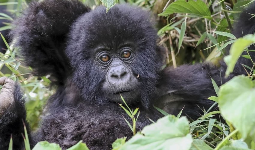 4 Days Rwanda Gorilla Wildlife Safari